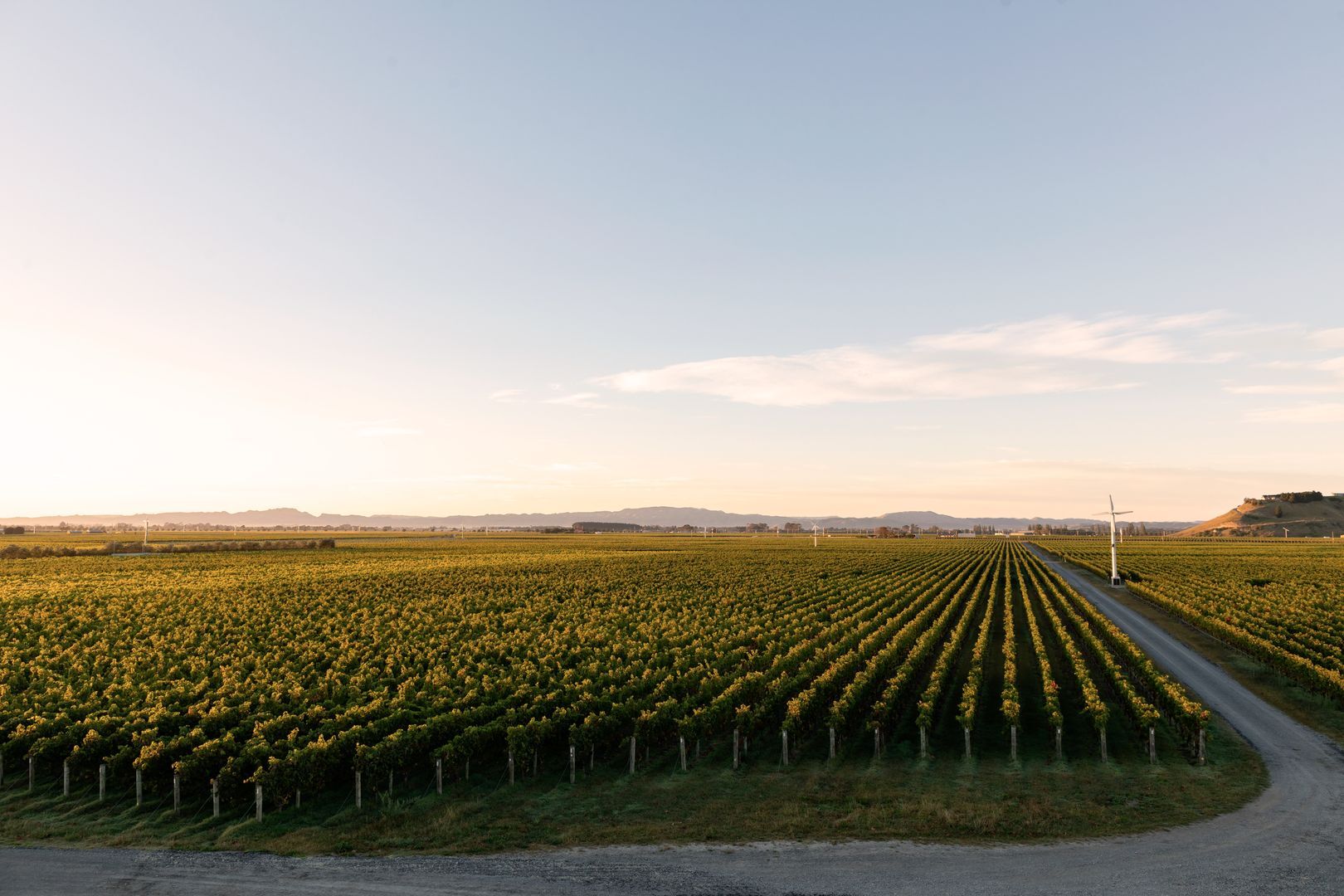 272951-vines-at-sunrise-web-1920p